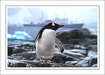 Penguin-with-boast-in-background-note-card